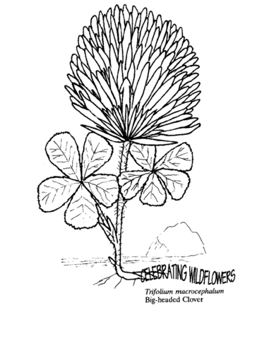 Big Headed Clover Coloring Page